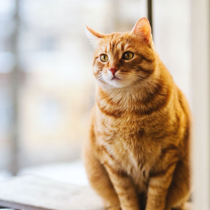 Orange tabby cat sitting in window